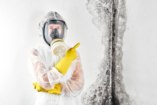 Why You Should Choose Our Mold Remediation Services in Hurricane, UT