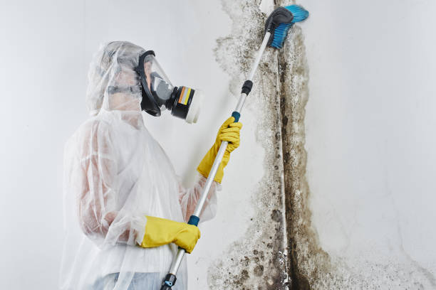 Best Attic Mold Removal  in Hurricane, UT